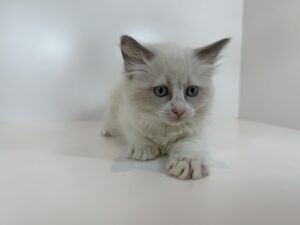 image_2_2