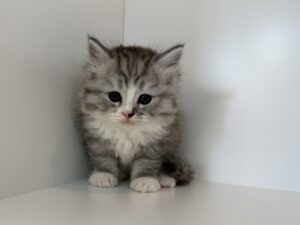 ご家族が決まりました。　090304
