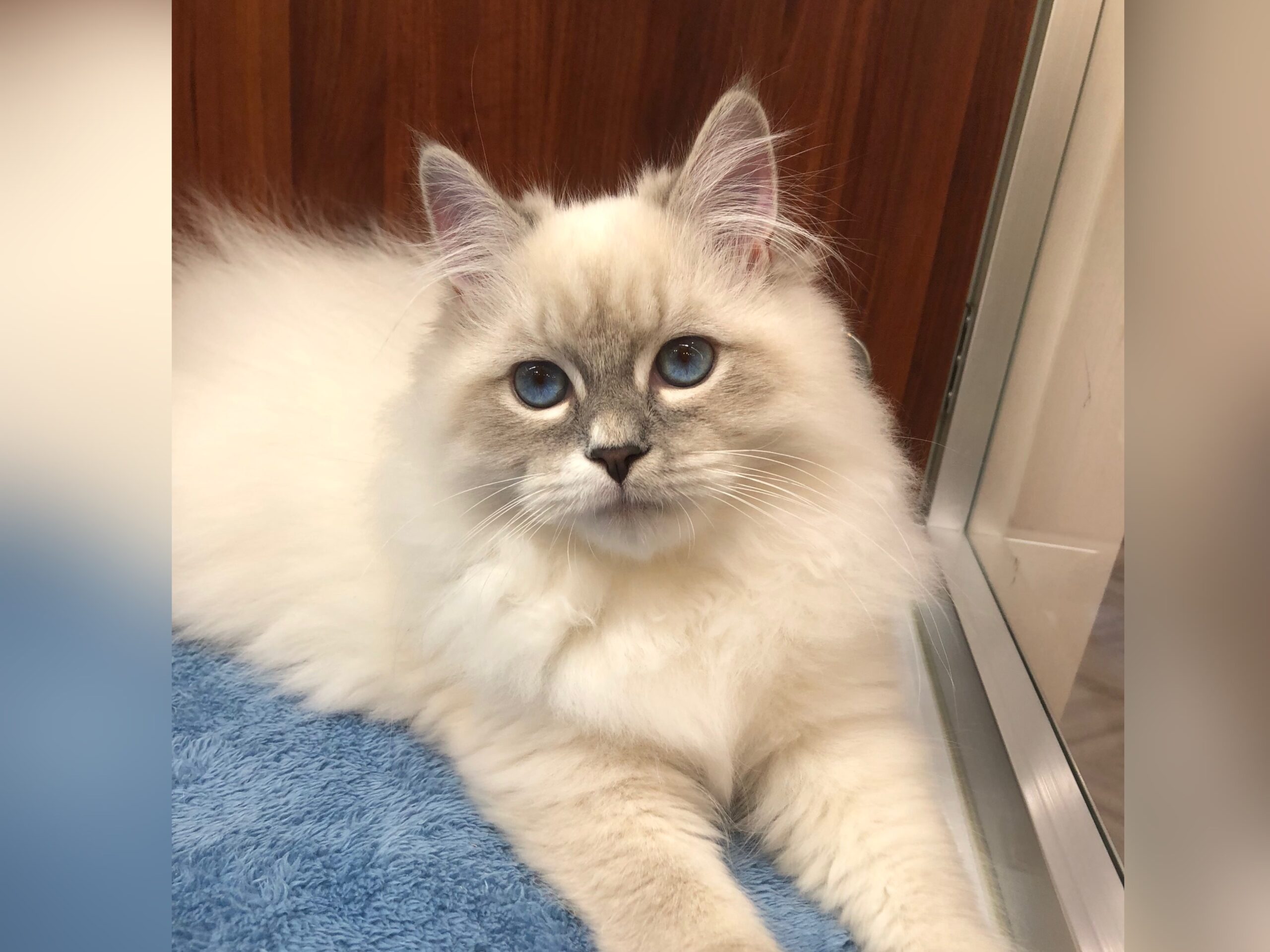 ご家族様が決まりました。 100105