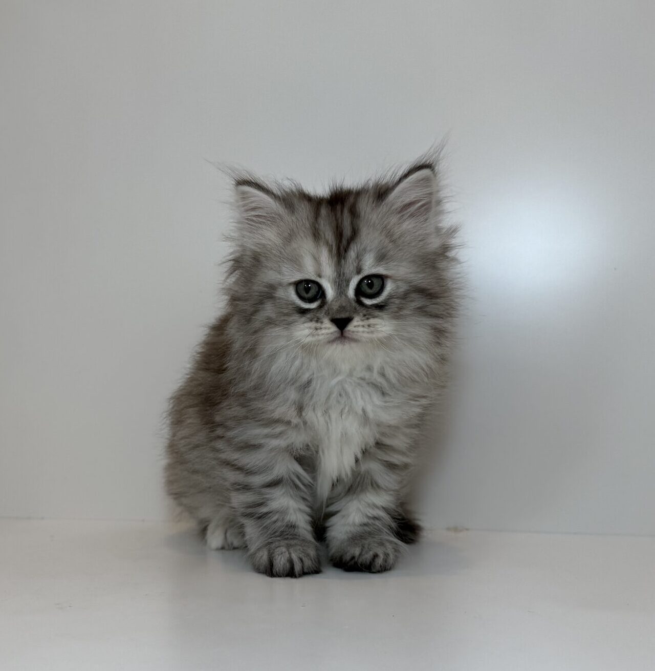 ご家族様が決まりました。　112706