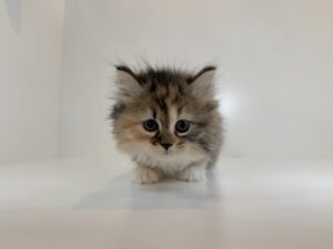 広島駅前店　112707