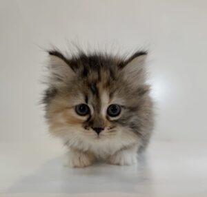 広島駅前店　112707