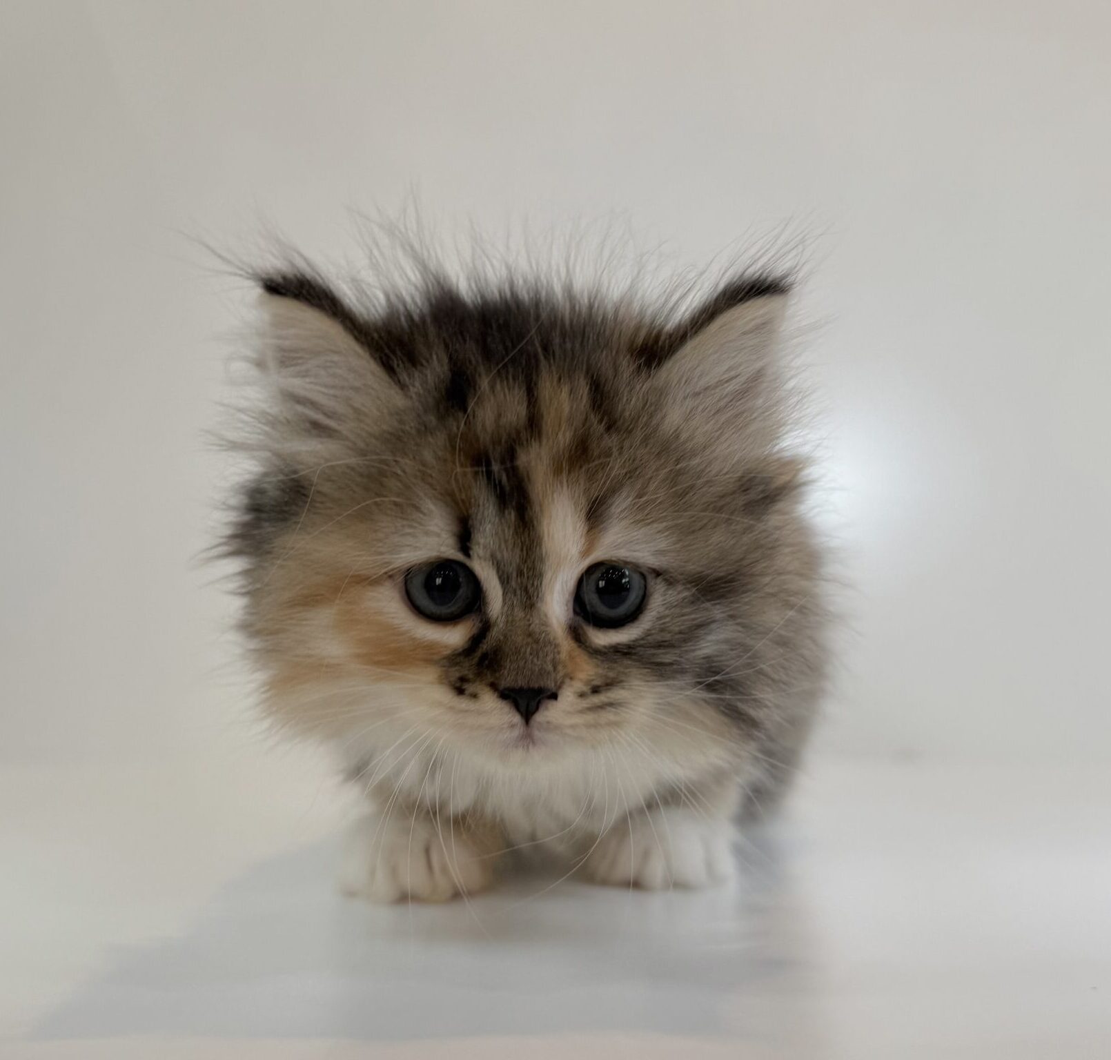 広島駅前店　112707