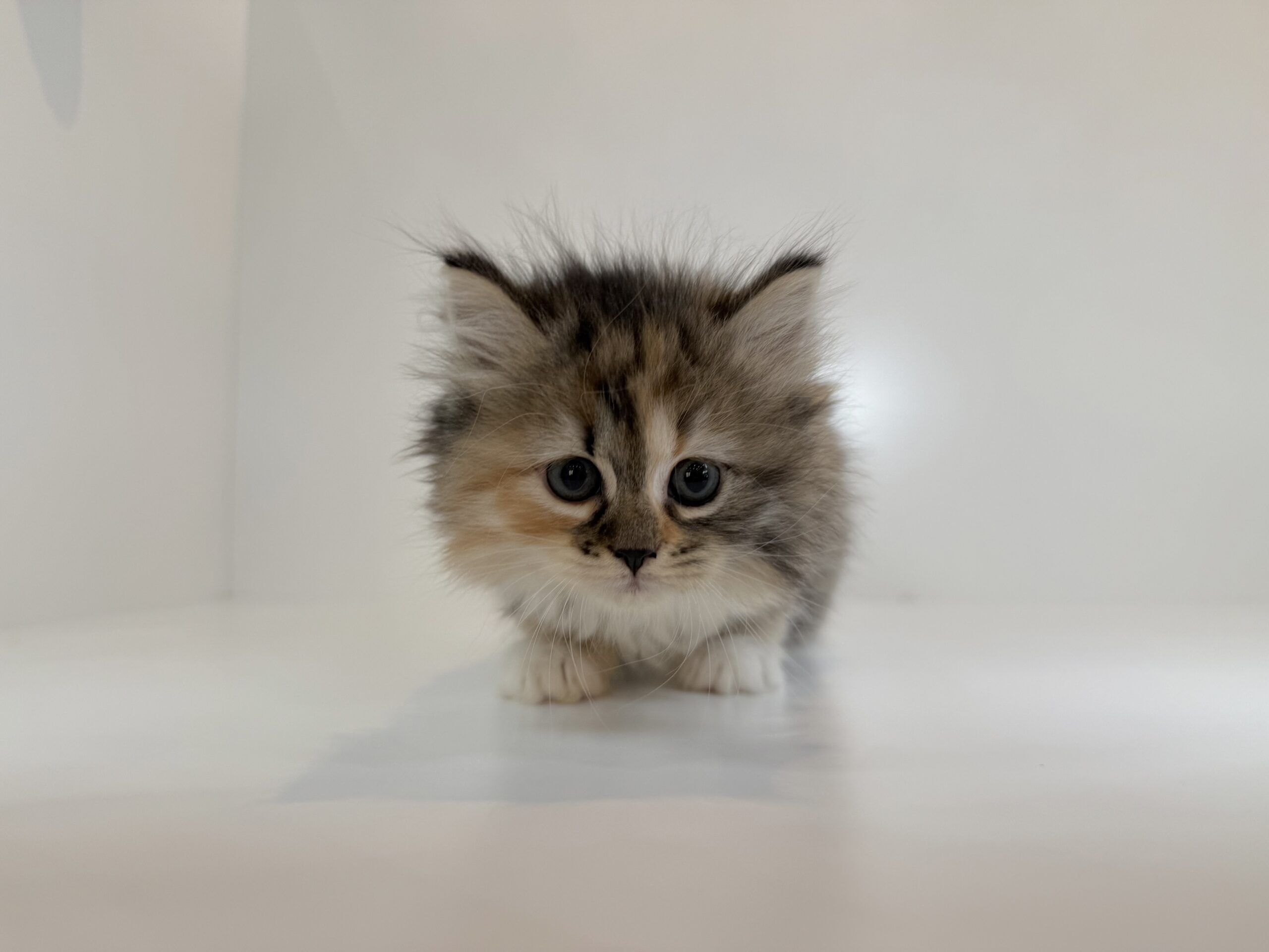 広島駅前店　112707