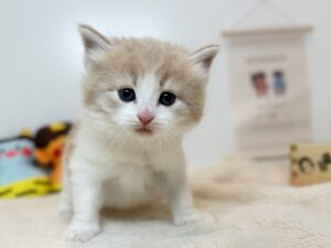 広島駅前店　11503