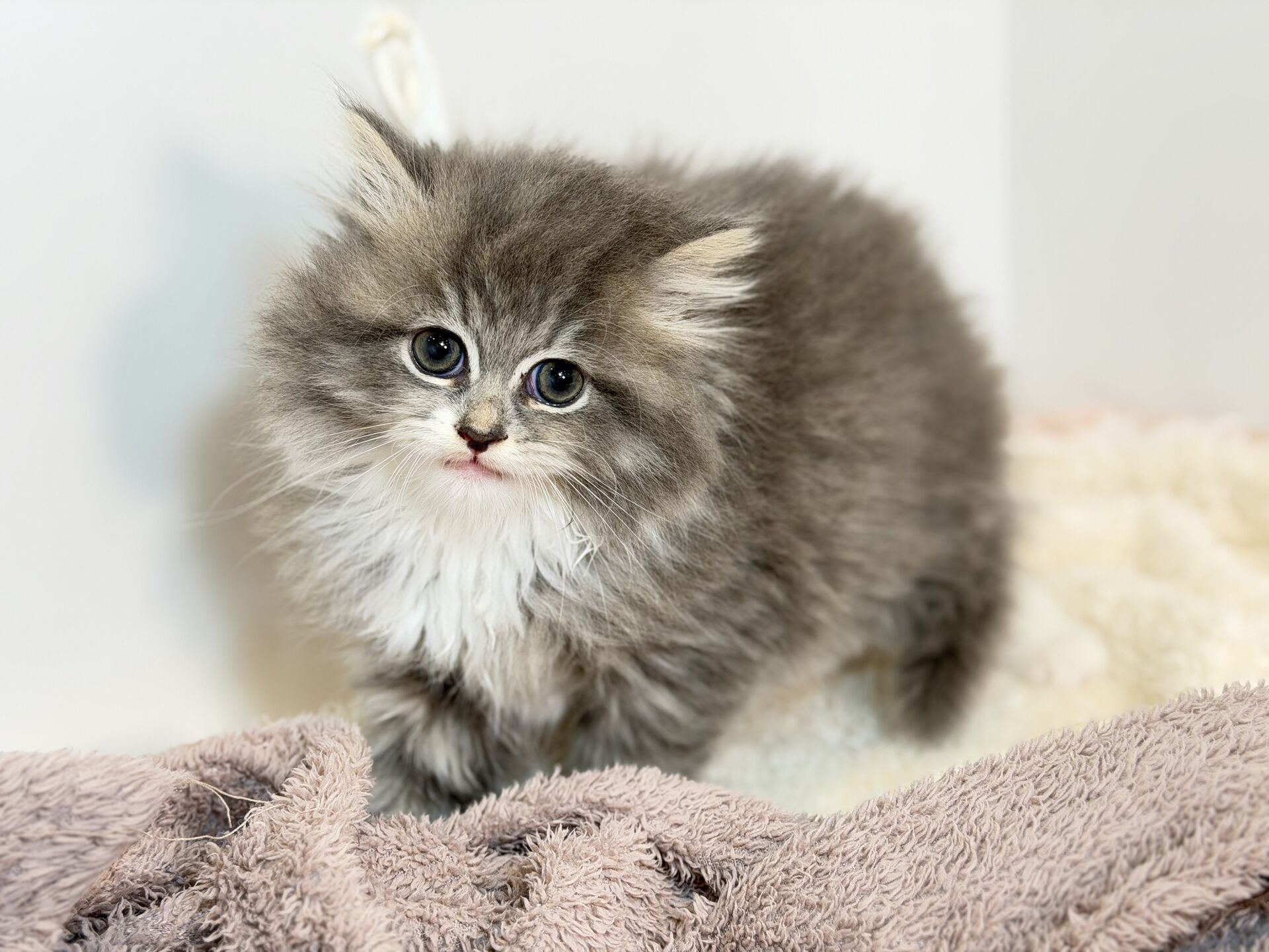 ご家族様が決まりました。　30404